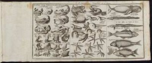 IV. Kupfertafel zur Naturgeschichte.