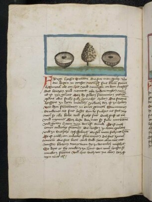 Pilze: Fungi; (aus Konrads von Megenberg "Buch der Natur")