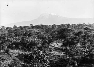 Baumsteppe und Kibo : Die Baumsteppe im Gebiet des Kilimandscharo. Im Hintergrund erhebt sich der Kibo