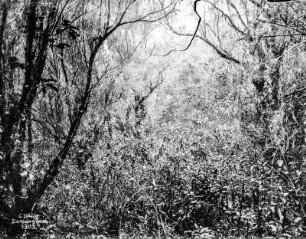 Nebelwald : Blick in einen Nebelwald