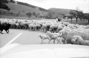 Schuttertal: Schafherde auf der Schuttertalstraße bei Schuttertal