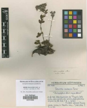 Potentilla caulescens Torner