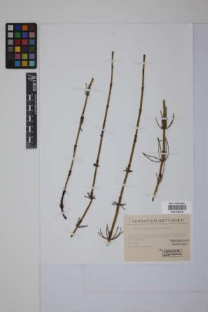 Equisetum giganteum L.