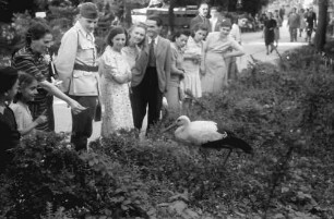 Bukarest: Storch im Cismigiu