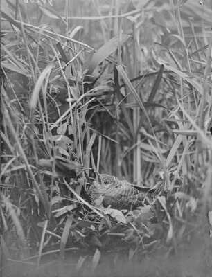 Kuckuck : Kuckuck (Cuculus canorus Linnaeus) wird von Teichrohrsänger am Boden weitergefüttert.