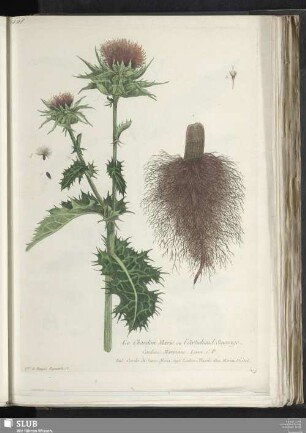 Le Chardon Marie ou l'Artichaud Sauvage