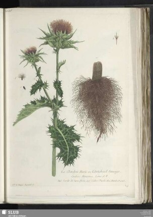 Le Chardon Marie ou l'Artichaud Sauvage