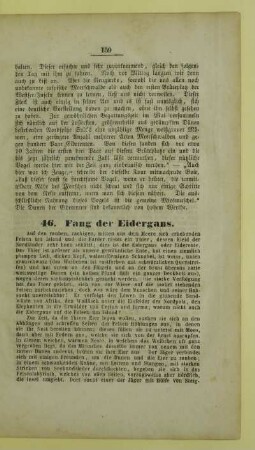 46. Fang der Eidergans