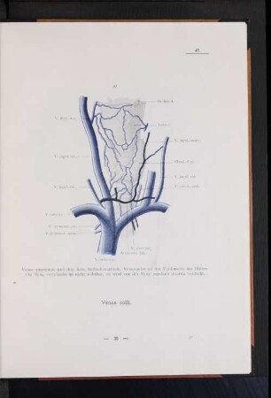 Venae colli.