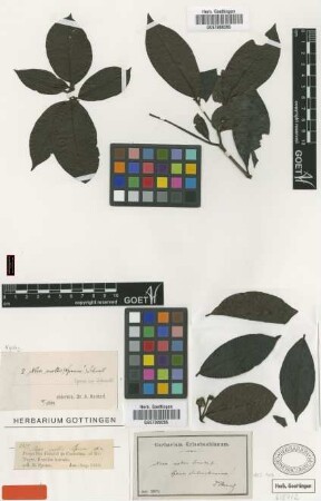 Neea mollis Spruce ex J.A.Schmidt