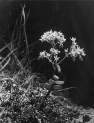 Weiße Fetthenne (Sedum album), Pflanzenart aus der Gattung der Fetthennen (Sedum) in der Familie der Dickblattgewächse (Crassulaceae)