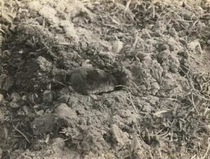 Maulwurf (Talpa europaea L.) im Begriff einzufahren