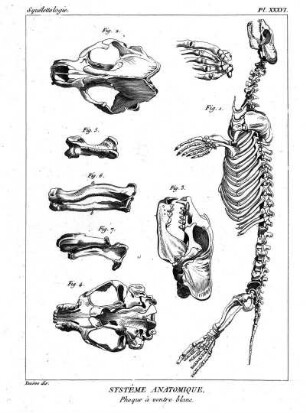 Pl. XXXVI. Systême Anatomique. Phoque à ventre blanc.