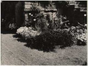 Garten Bergius, Heidelberg: Pflanzung an der Mauer