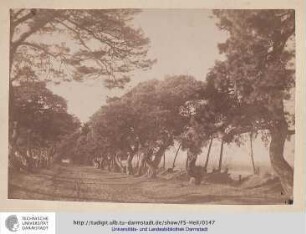 Schepp-Allee (149).
