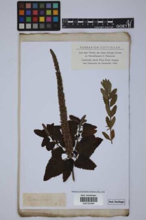 Teucrium botrys L.