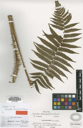 Cyathea strigillosa (Maxon) Domin