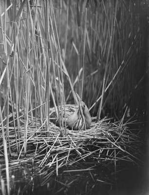Große Rohrdommel : Rohrdommel (Botaurus stellaris Linnaeus) beim Brüten.