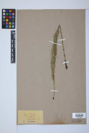 Equisetum fluviatile L.