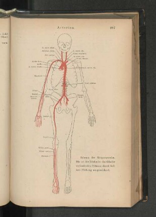 Arterien.