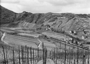 Weinberge : Ahrtal bei Mayschoß, Weinberge