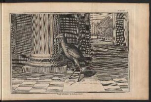 Poule-Sultane. III Sultans-henne
