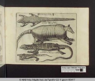 Animalia: Echsen und Gürteltier