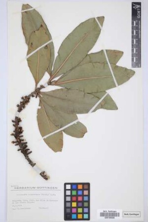 Pleiomeris canariensis (Willd.) A. DC.