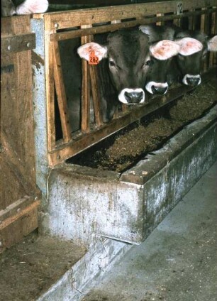 Fotografie: Tierproduktionsverfahren, Fressgitter, Futtervorlage