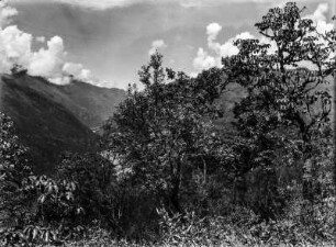 Andenvegetation : Landschaft mit Vegetation