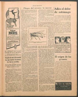 Plagas del verano: la mosca