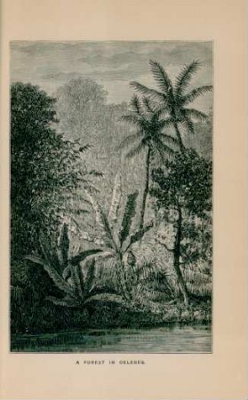 A forest in Celebes