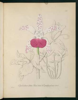 172r-172v, Epidendrum elatius Prinzii