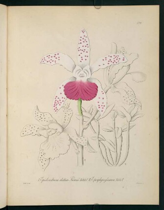 172r-172v, Epidendrum elatius Prinzii
