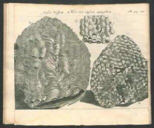 Tafel: Grosses Wespen_Nest von aussen anzusehen