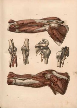 Arterien in Schulter und Arm