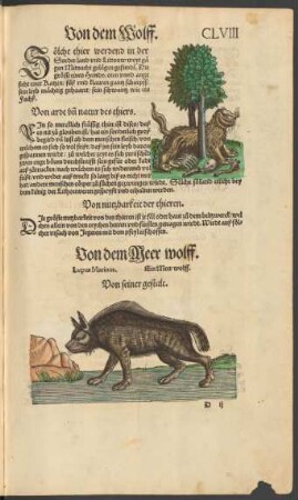 Von dem Meer wolff. Lupus Marinus. Ein Meer wolff.