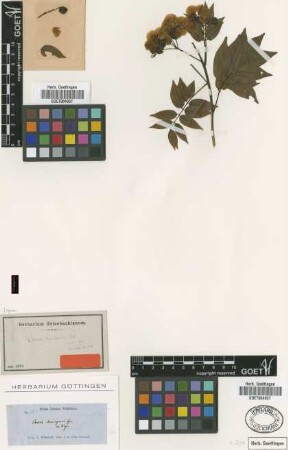 Cassia gundlachii Urb. [type]