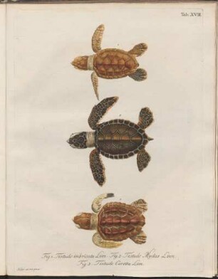 Tab. XVII: Fig. 1. Testudo imbricata Linn., Fig. 2. Testudo Mydas Linn., Fig. 3. Testudo Caretta Linn