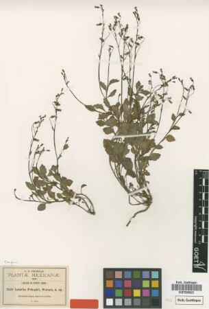 Lobelia pringlei S.Watson [type]