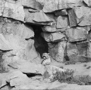 Zootiere. Sibirischer Tiger im Tierpark Berlin-Friedrichsfelde