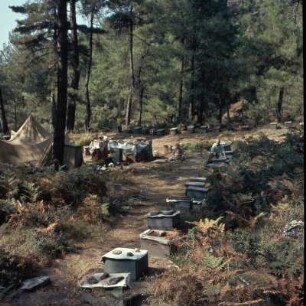 Thasos. Wanderimker : Thasos. Biwak eines Wanderimkers im Bergwald bei Panagía