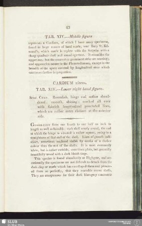 Cardium nitens. Tab. XIV. - Lower right hand figure