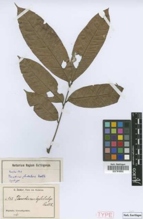 Placodiscus glandulosus Radlk. [syntype]