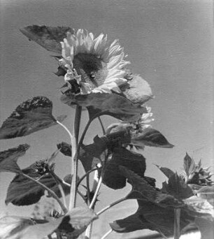 Sonnenblumen. Einzelpflanze