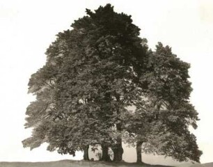Oberlausitz. Linden bei Rehnsdorf westlich Elstra