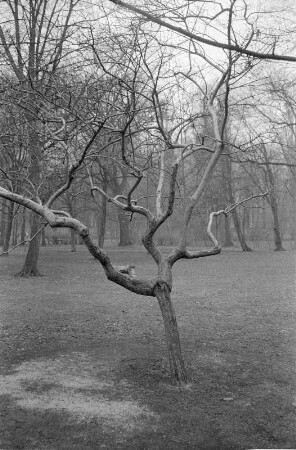 Berlin-Pankow : In Berlin-Pankow, Schlosspark