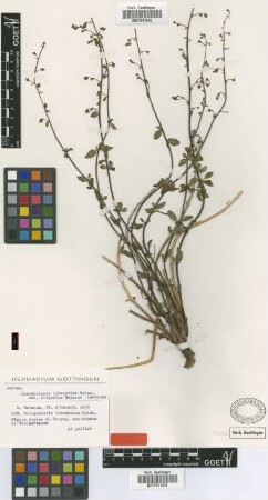 Scrophularia libanotica Boiss. var. Heywood oligantha[isotype]