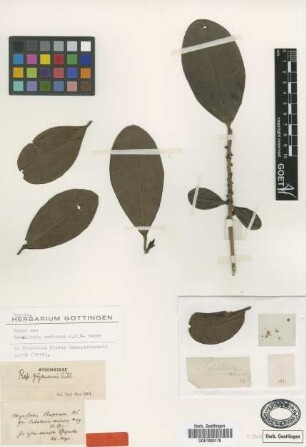 Myrsine rapanea Roem. & Schult.