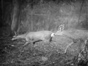 Rehe. Ricke und Rehbock